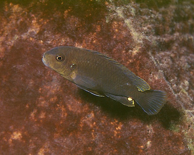 Pseudotropheus sp. 'variable eastern' Meponda